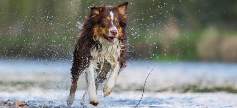 Garder son chien en bonne santé