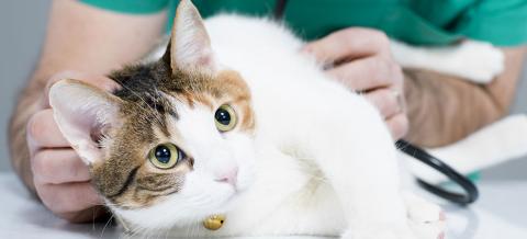 vers plat chat