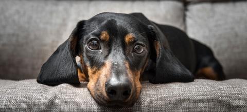 vers plat chien