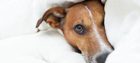 Quels sont les risques des vers ronds pour mon chien