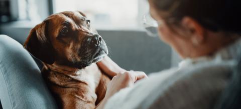 LFC S3N5 What are the risks of flatworms for my dog?