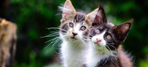 Quels sont les risques et les traitements des vers du coeur pour mon chat ?