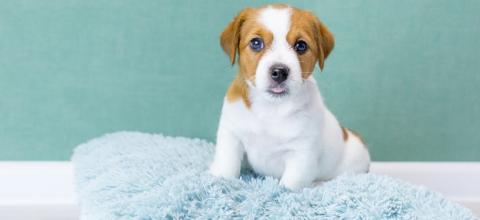 Accueillir un chiot