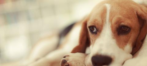 Protéger son chien de la dirofilariose