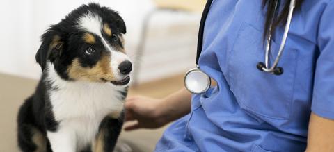 chienveterinaire_banner