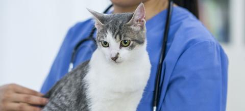 comment proteger son chat des vers ronds