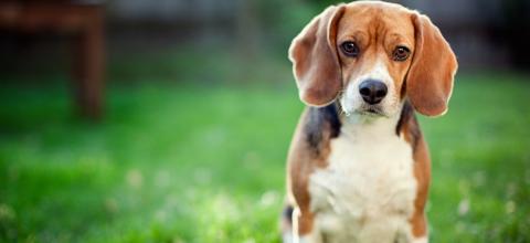 La diarrhée chez le chien