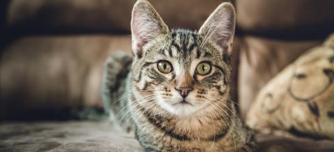FIV du chat