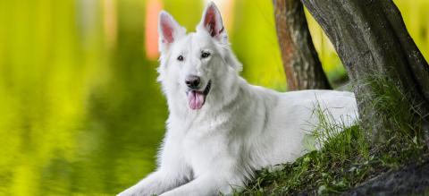 leptospirose chien
