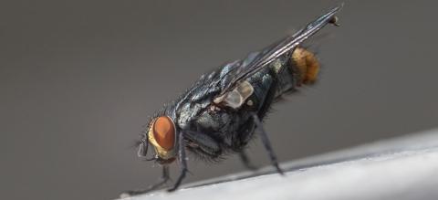 risquemouche_banner