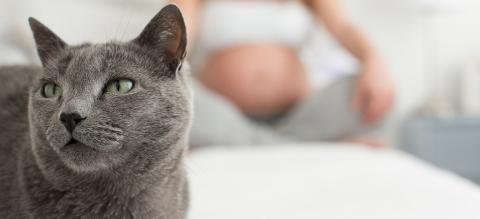 toxoplasmose