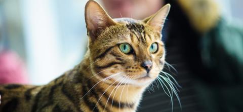 vermifuger son chat