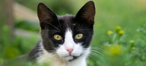Les vers du coeur chez le chat