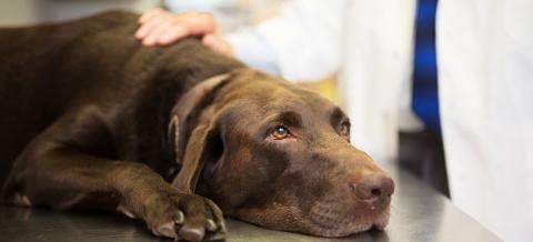 Les vers ronds chez le chien