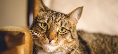 coryza du chat