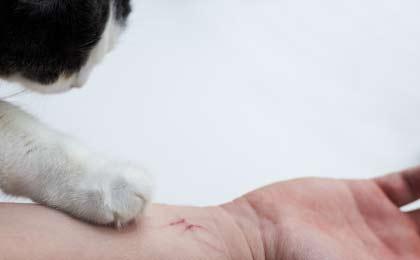 griffure-chat