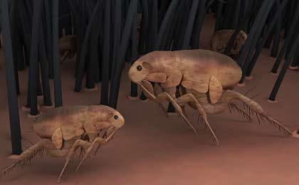 puces-pelage